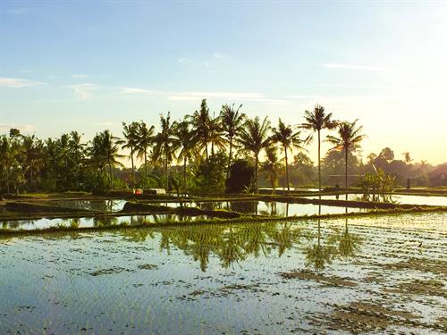 Blauer Himmel mit Sonne, Palmen umrahmen ein mit Wasser gefülltes Reisfeld